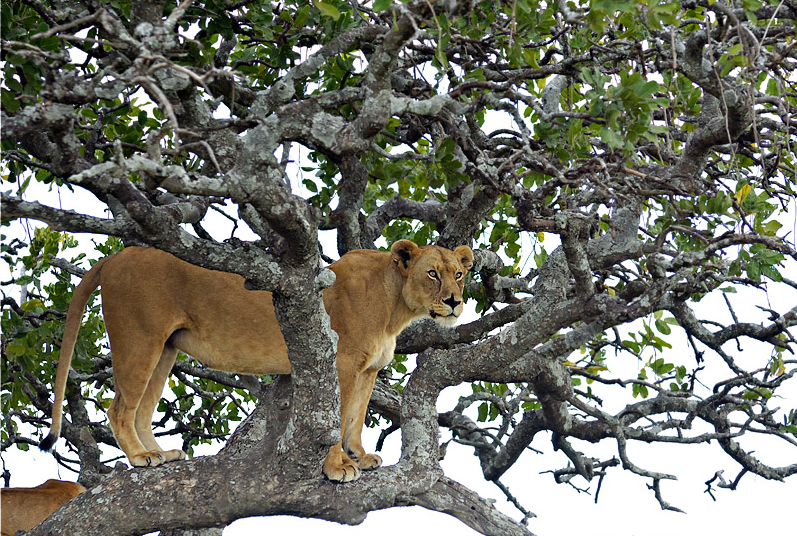 Wildlife Photography: Lion On A Tree