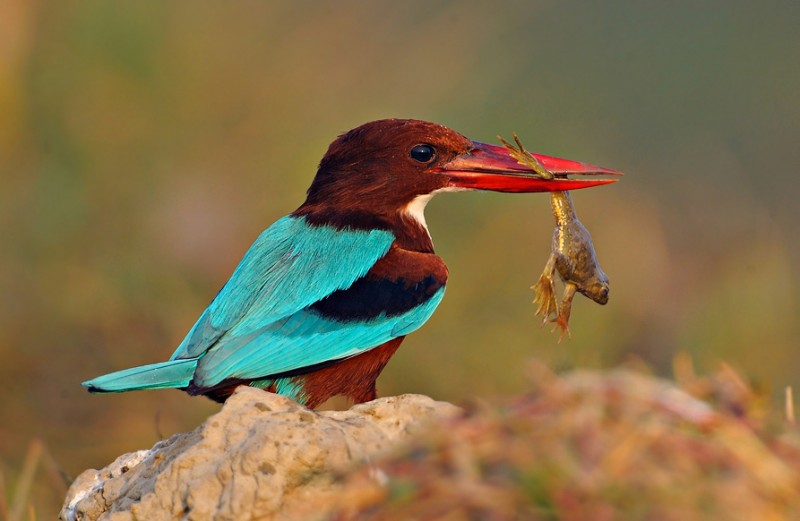 Wildlife Photography: White-throated Kingfisher (Halcyon smyrnensis)