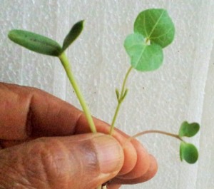 Microgreens of sunflower with two open cotyledon leaves (left), and horsegram (center) and mustard (right) with two open cotyledon leaves and two true leaves (8 days after seeding).