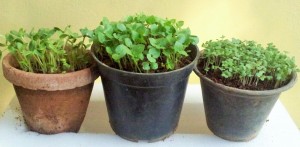 Microgreens grown in small mud or plastic pots (8 days after seeding)