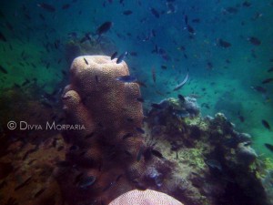 Woman On Vacation: Scuba Diving In Thailand