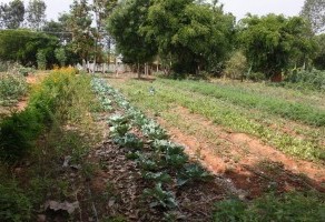 Organic garden in Prakriya Green Wisdom School