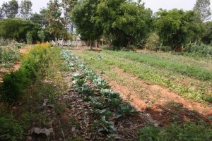 Organic garden in Prakriya Green Wisdom School