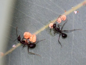 The productivity secrets of ants that every working woman must know