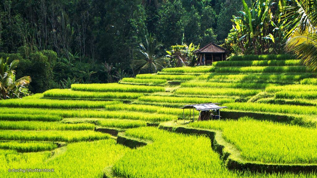 Why You Should Not Travel To Ubud, Bali! (Hint: Not What You Think)