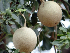 kaitha fruit